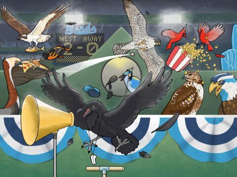 cartoon of raven, hawk, falcon, Osprey, Blue Jays, and cardinals cheering for sports teams