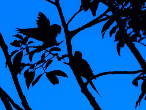 Silhouetted birds perched on leafy branches stand out against a deep blue sky
