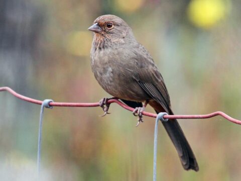 brown songbird clings to wire fence
