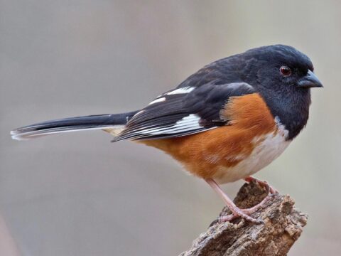 songbird with black head, rusty side, and white belly