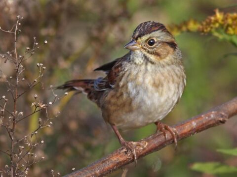 small songbird clinging to twig in underbrush