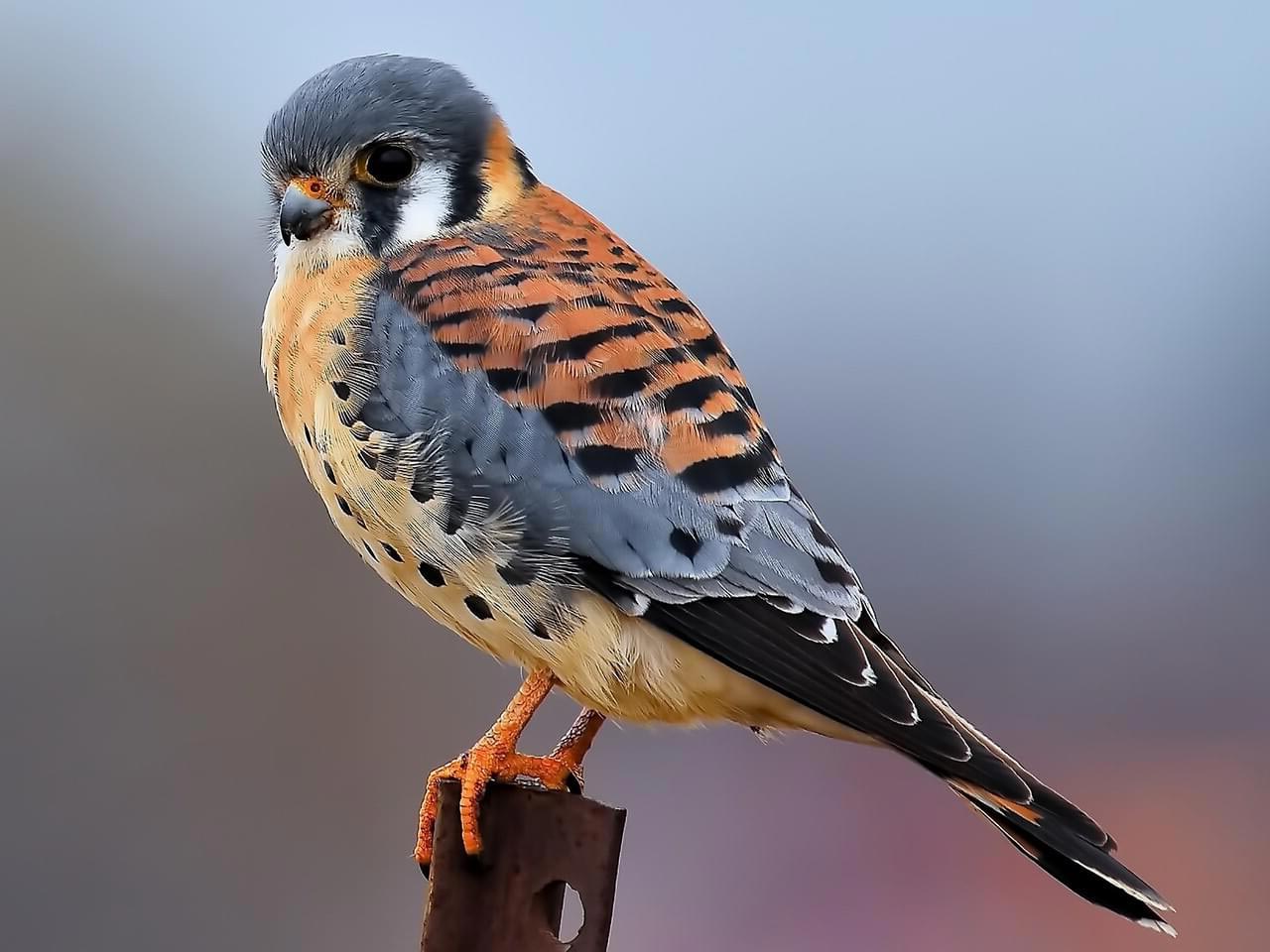 orange, blue, white and black bird perched