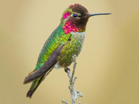 green hummingbird with pink gorget perched