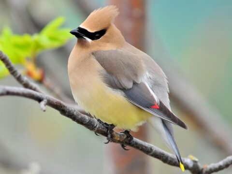 tan, yellow and gray bird with black mask perched