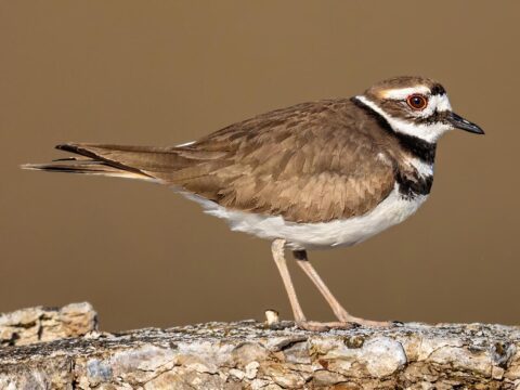brown and white bird with black bands and a red eye