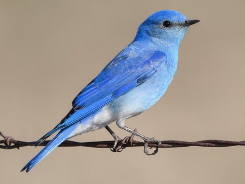 bright blue bird, facing away, perched on a wire