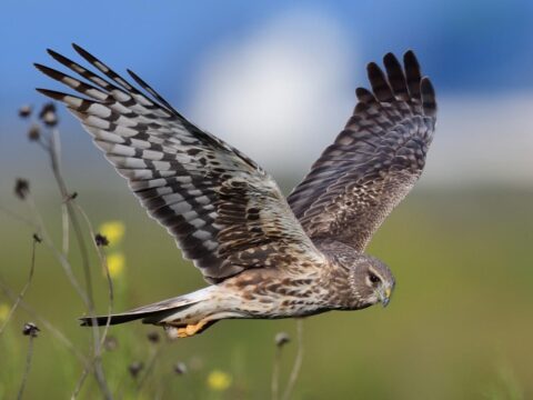 gray, brown and white hawk in flight
