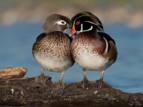 two brown ducks, one with a green, purple and black head