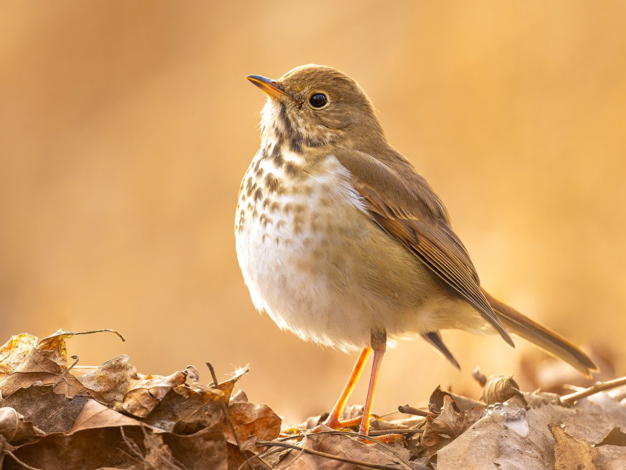 Hermit Thrush
