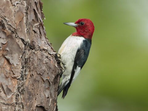 Red-headed Woodpecker