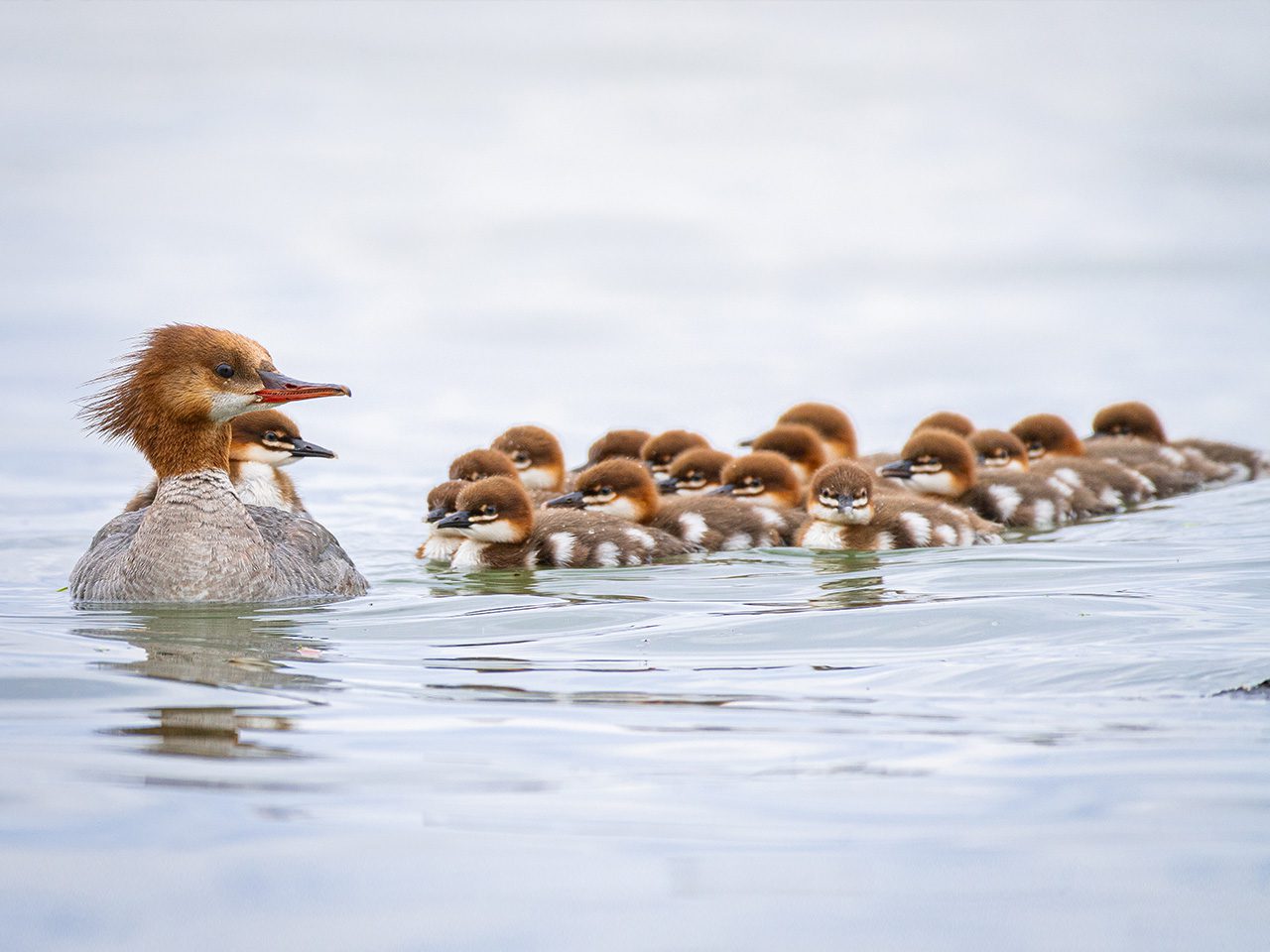 Common Merganser