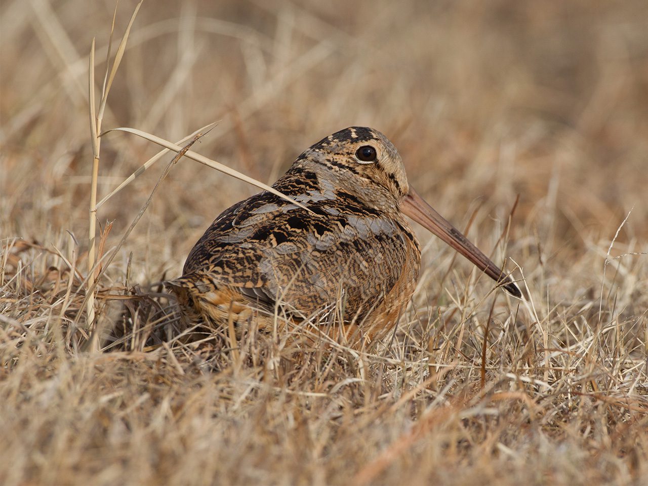 American Woodcock