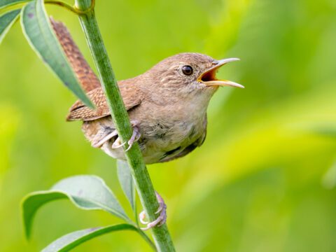 Northern House Wren