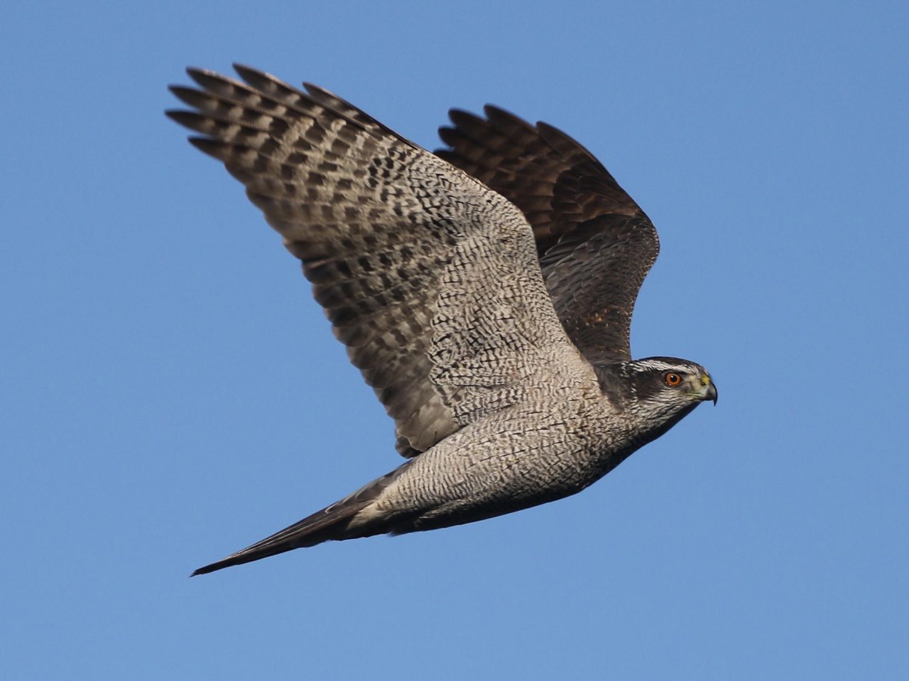 American Goshawk