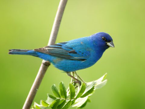 Indigo Bunting