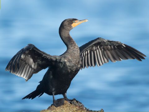 Double-crested Cormorant