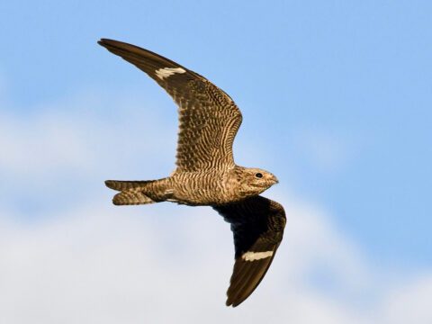 Common Nighthawk
