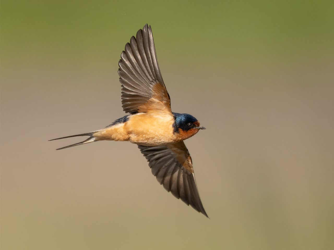 Barn Swallow