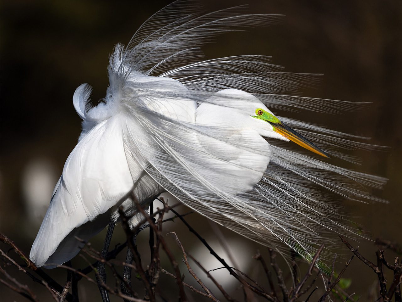 Great Egret