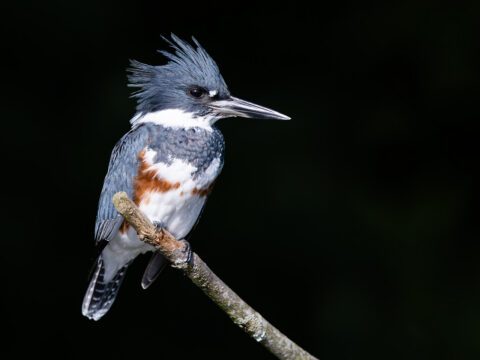 Belted Kingfisher