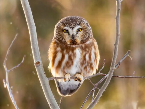 Northern Saw-whet Owl