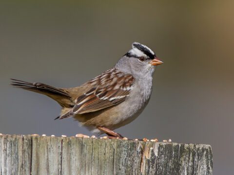 White-crowned Sparrow