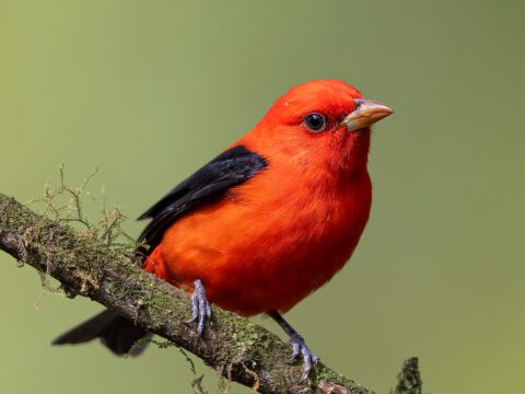 Scarlet Tanager