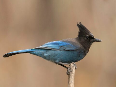 Steller's Jay