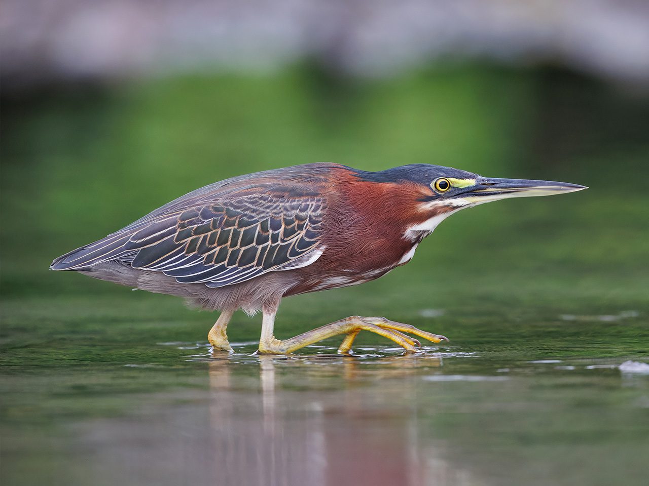 Green Heron