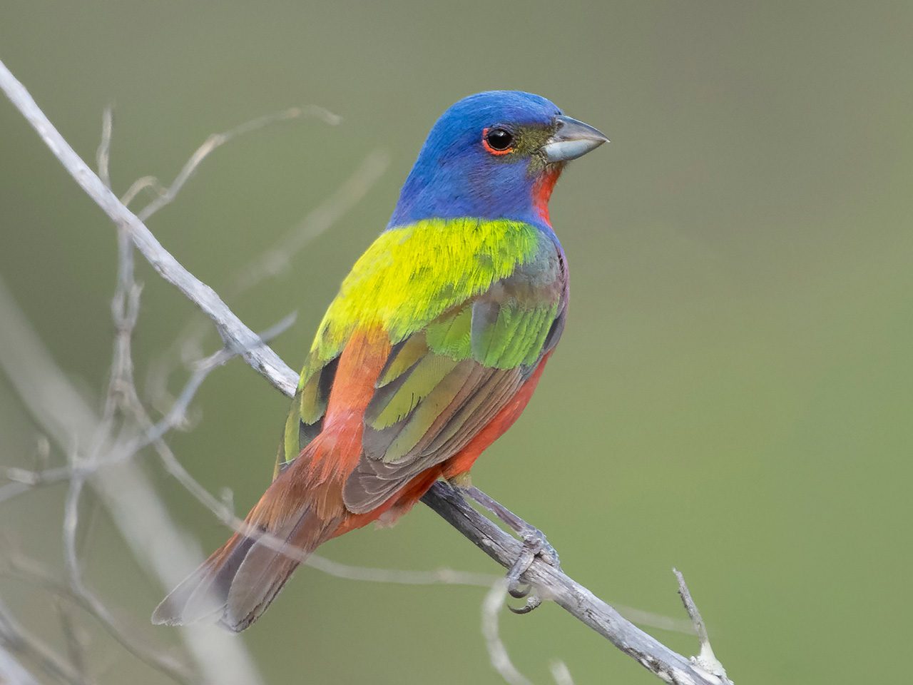 Painted Bunting