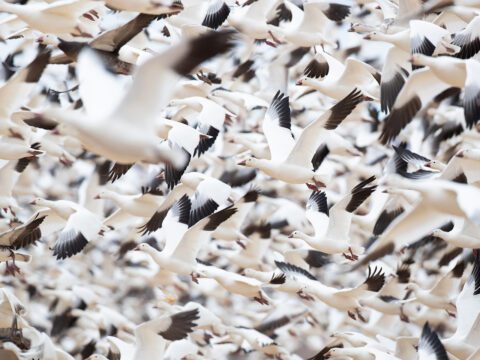 Snow Goose
