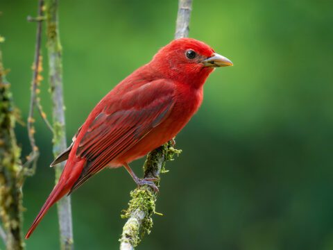 Summer Tanager