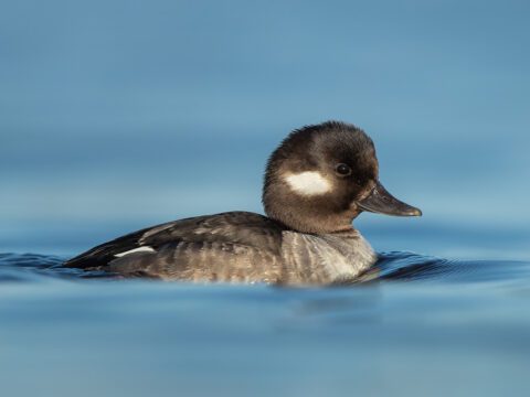 Bufflehead