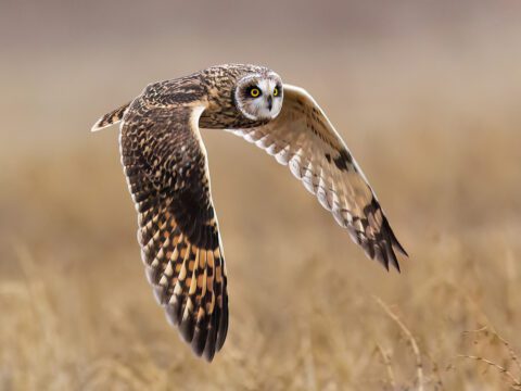 Short-eared Owl