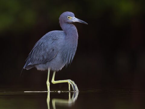 Little Blue Heron