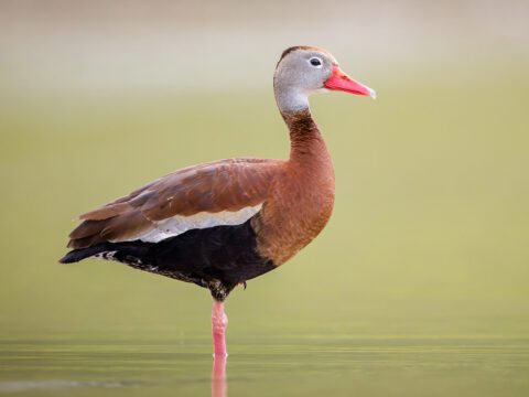 Black-bellied Whistling-Duck