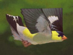 American Goldfinch