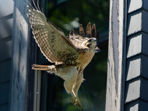 Bird Collision Prevention Alliance.