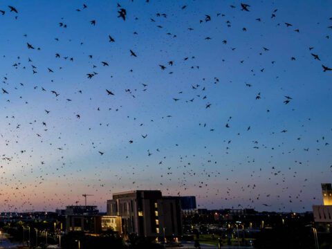 Bird Friendly Cornell.