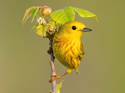 Northern Yellow Warbler