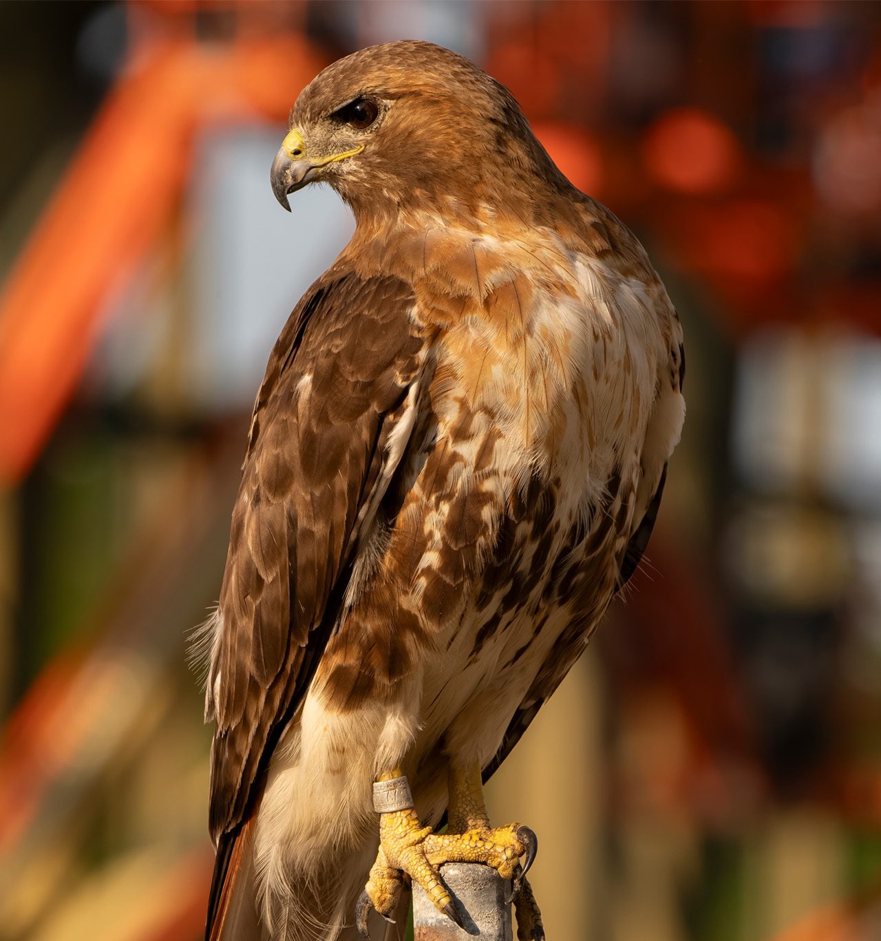 Red-tailed Hawk