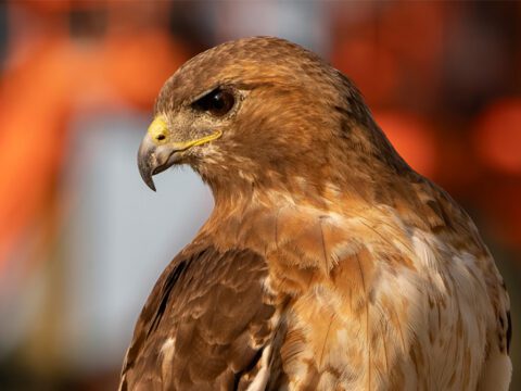 Red-tailed Hawk shot head.
