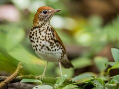 Wood Thrush on a tree