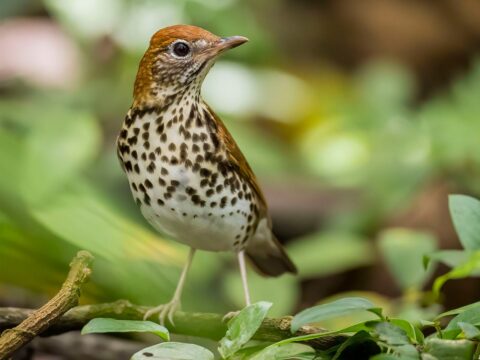 Wood Thrush on a tree
