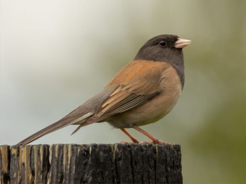Dark-eyed Junco