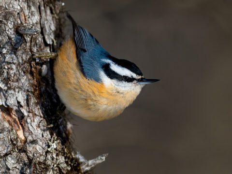Red-breasted Nuthatch