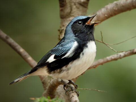 Living Bird Spring 2026