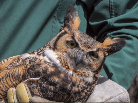 Great Horned Owl