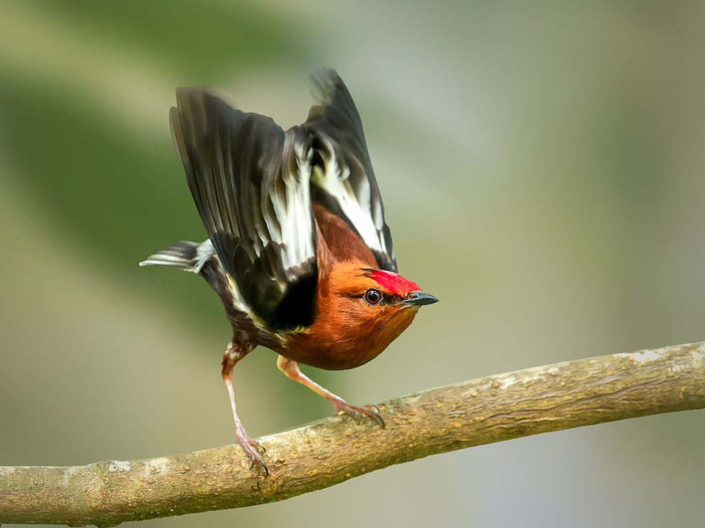 Club-Winged Manakin Dance