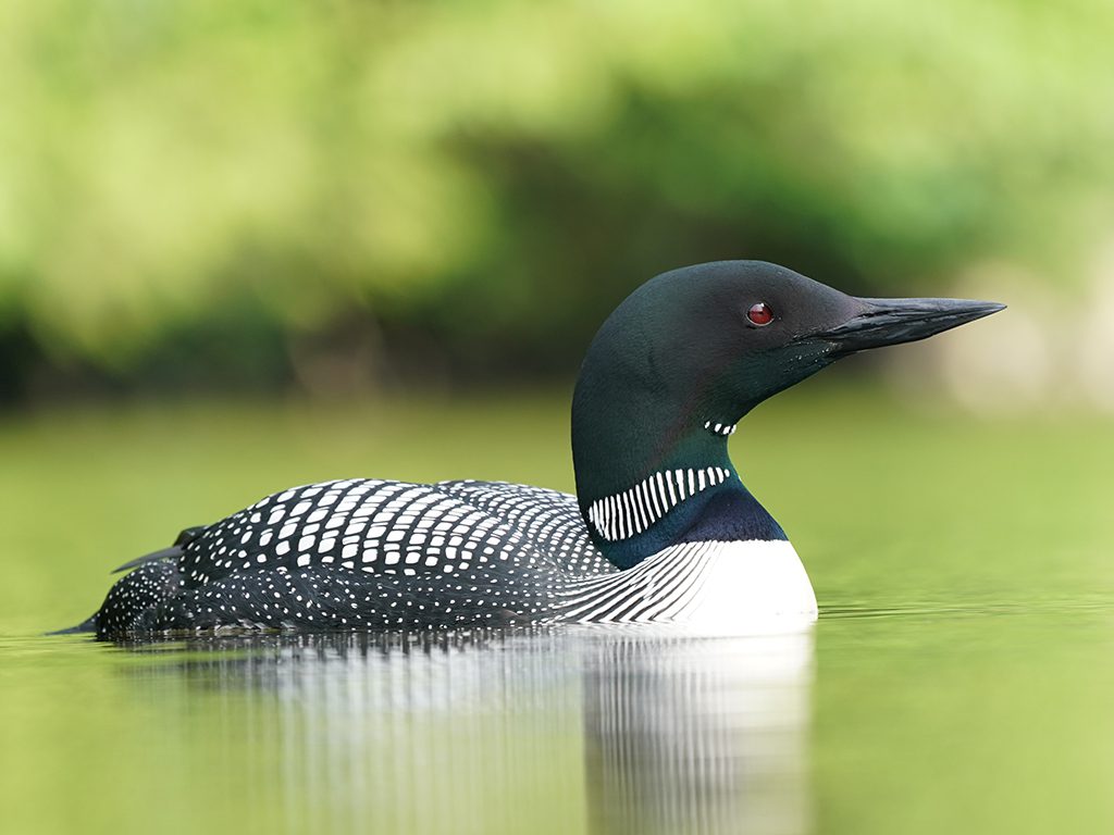 Common Loon